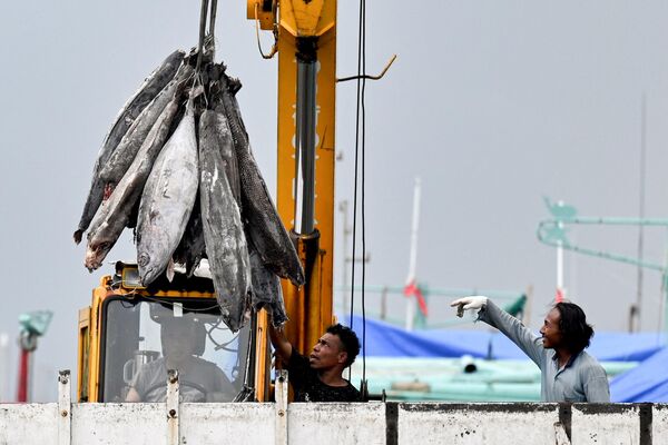 Công nhân dỡ cá từ chiếc thuyền tại Cảng Benoa ở Denpasar trên đảo nghỉ mát Bali của Indonesia. - Sputnik Việt Nam