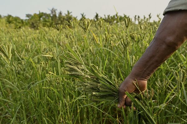 Nông dân hái hạt kê trên cánh đồng ở ngoại ô Bangalore, Ấn Độ. - Sputnik Việt Nam