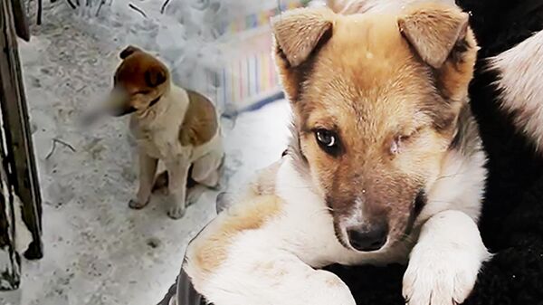 Cứu chú cún bị phi tiêu đâm vào mắt - Sputnik Việt Nam