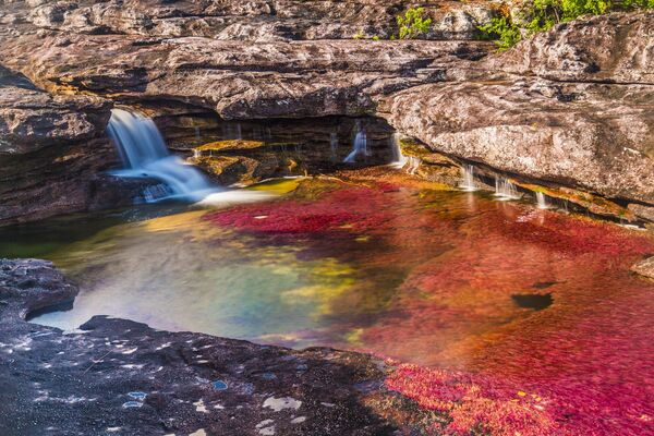 Con sông Caño Cristales ở Colombia. - Sputnik Việt Nam