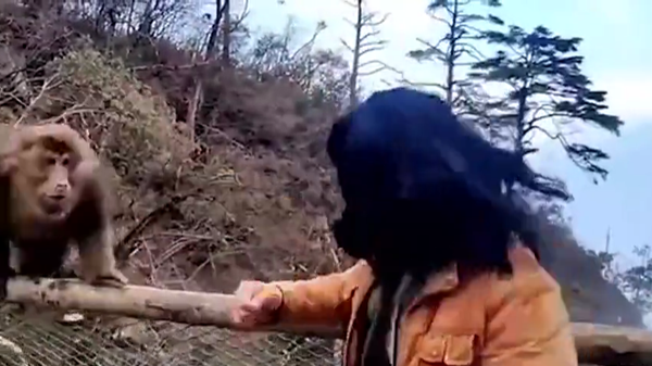 Võ sĩ Trung Quốc đánh nhau với 2 con khỉ - Sputnik Việt Nam