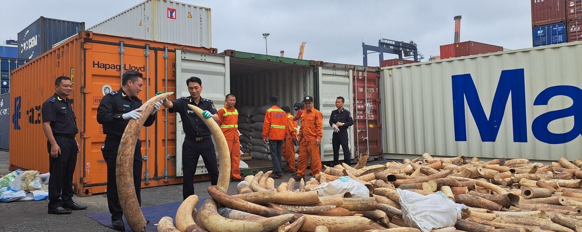 Phát hiện container chứa 7 tấn ngà voi nhập lậu từ châu Phi - Sputnik Việt Nam, 1920, 20.03.2023