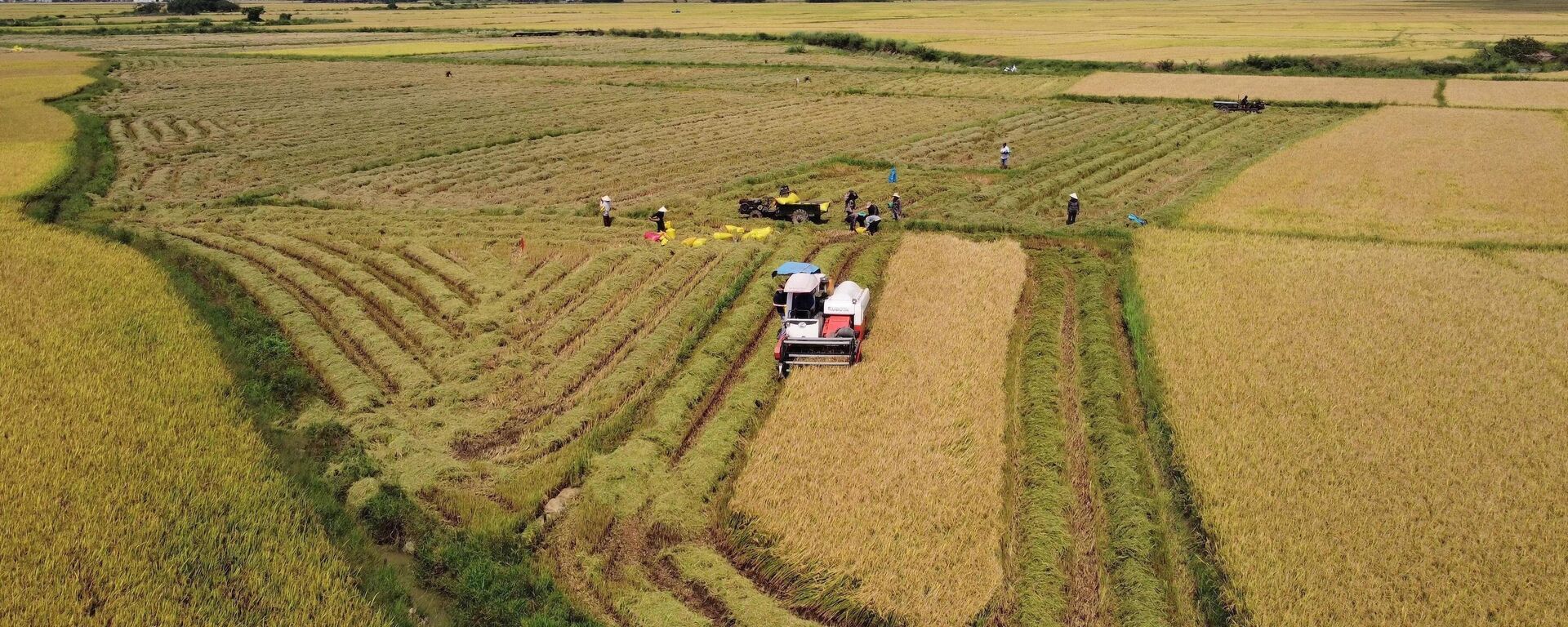 Trúng mùa nhờ chọn giống phù hợp, Phú Yên từng bước tái cơ cấu ngành lúa gạo - Sputnik Việt Nam, 1920, 03.07.2023