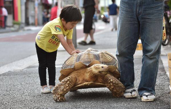 Đứa trẻ chơi với rùa Bon-chan ở Tokyo, Nhật Bản. - Sputnik Việt Nam