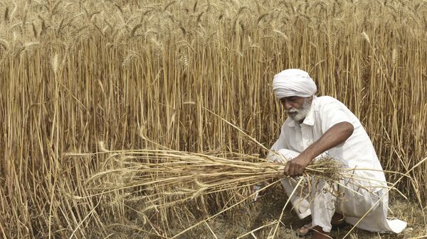 Một nông dân thu hoạch lúa mì trên cánh đồng ở ngoại ô Amritsar - Sputnik Việt Nam