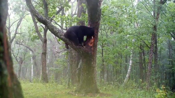 Bắt quả tang một con gấu phá tổ ong ở Primorsky Krai - Sputnik Việt Nam