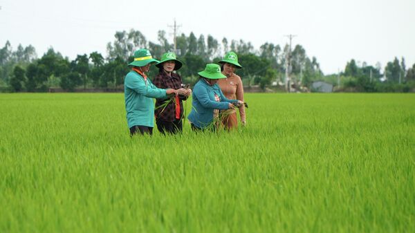 Gần 70% diện tích sản xuất lúa tại Đồng Tháp sử dụng giống chất lượng cao - Sputnik Việt Nam