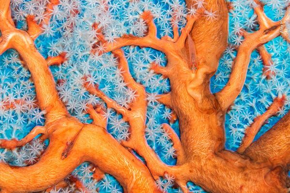 Ảnh Coral connections (Kết nối san hô) của nhiếp ảnh gia Anh Alex Mustard, được đánh giá cao ở hạng mục Under Water (Dưới nước) tại Wildlife Photographer of the Year 2023 - Sputnik Việt Nam