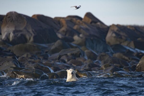 Một con gấu Bắc Cực ngắm đàn cá beluga trên bờ Vịnh Hudson, Canada - Sputnik Việt Nam