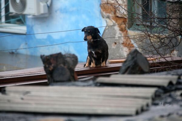 Con chó trên nóc ngôi nhà bị hư hại do thiên tai ở Crưm - Sputnik Việt Nam