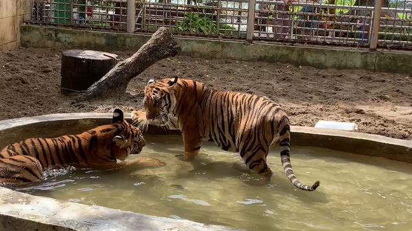 Bí mật của “bảo mẫu” cho hổ tại Vườn Thú Hà Nội - Sputnik Việt Nam