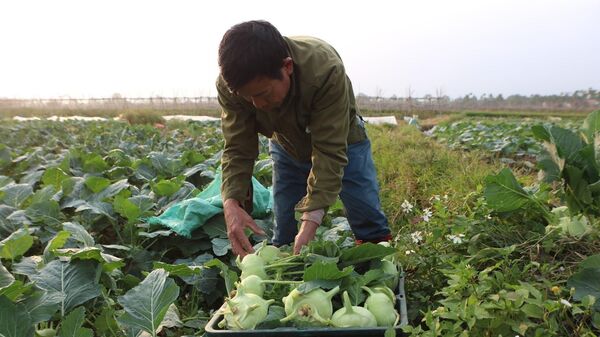 Nông dân thu hoạch rau củ để cung ứng cho thị trường Tết - Sputnik Việt Nam