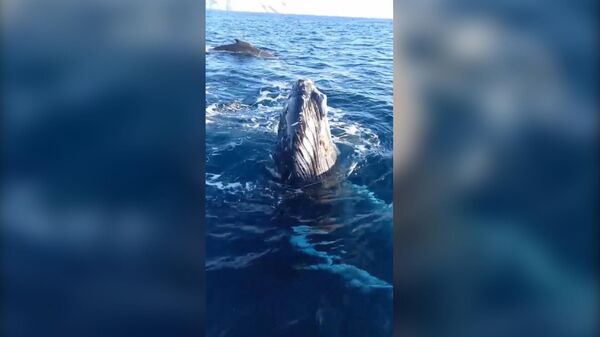 Những động vật khổng lồ thân thiện. Cá voi khoe sắc trước du khách ở biển Barents - Sputnik Việt Nam