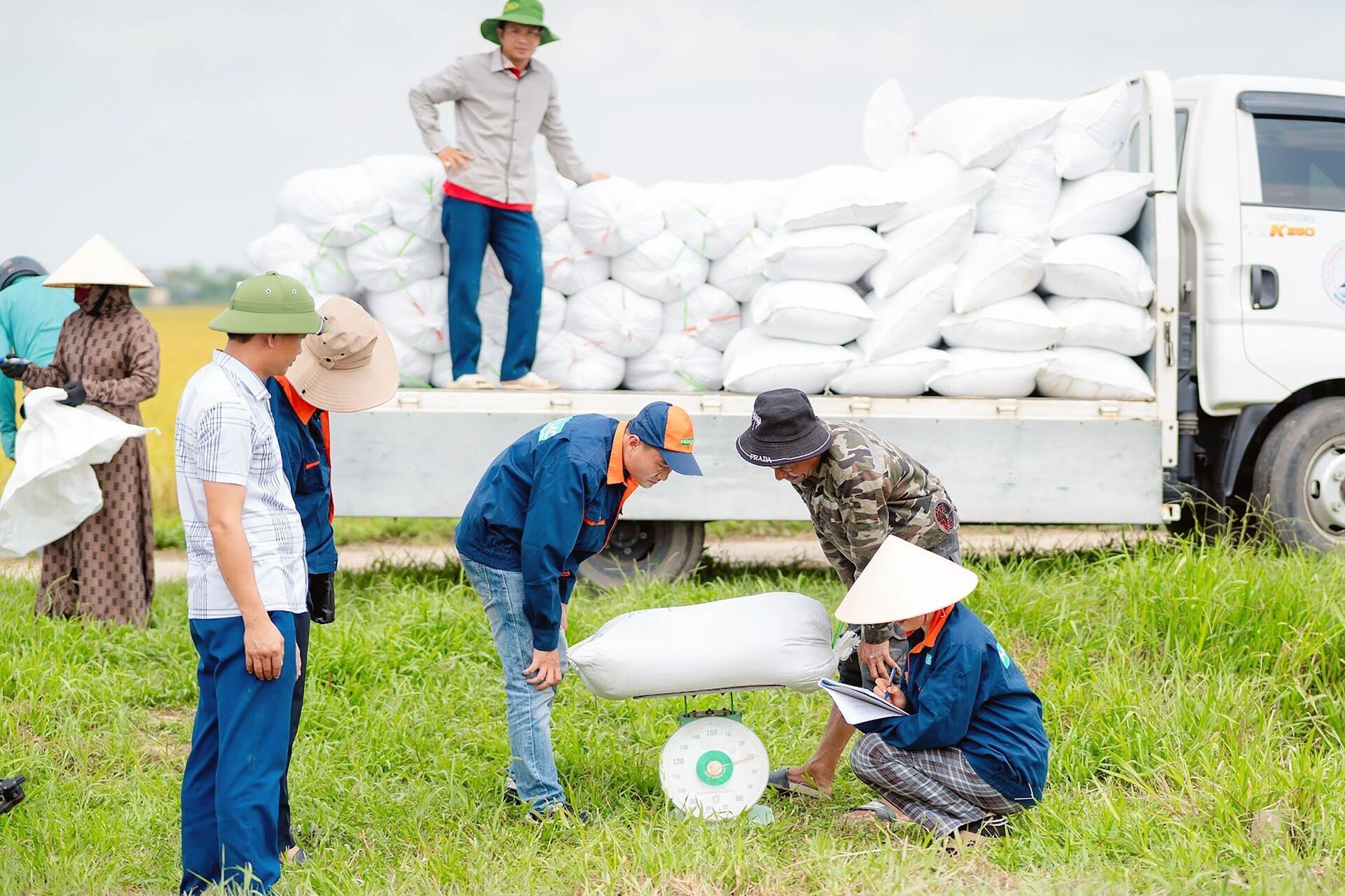 Nhiều lợi ích khi sản xuất lúa theo hướng hữu cơ ở Hà Tĩnh - Sputnik Việt Nam, 1920, 21.05.2024