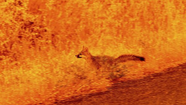 Một con cáo thoát khỏi đám cháy trong vụ cháy công viên ở hạt Butte, California. - Sputnik Việt Nam