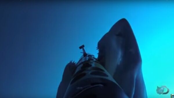 Cá mập tấn công drone - Sputnik Việt Nam
