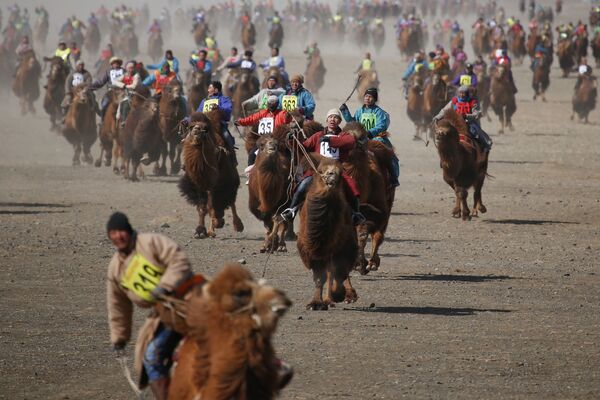 Các thành viên cuộc đua lạc đà ở Mông Cổ - Sputnik Việt Nam