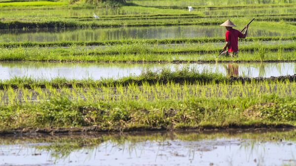Nông dân trên ruộng lúa, Việt Nam - Sputnik Việt Nam