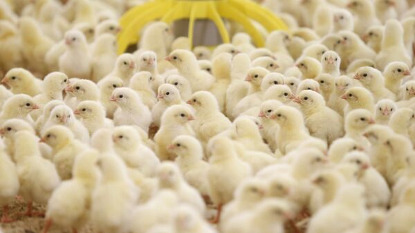 Nga gia tăng chăn nuôi gà tại các nông trang địa phương - Sputnik Việt Nam