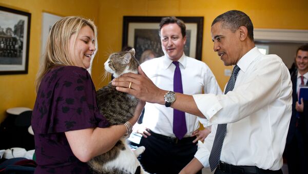 Con mèo Larry,  David Cameron và  Barack Obama tại 10 Downing Street, London - Sputnik Việt Nam