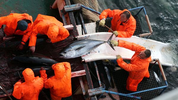 Bắt được cá ngừ to kỷ lục ở vùng biển Adriatic - Sputnik Việt Nam