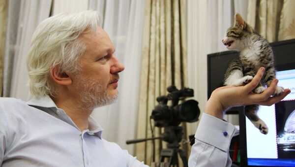 WikiLeaks founder Julian Assange holds up his new kitten at the Ecuadorian Embassy in central London, Britain, in this undated photograph released to Reuters on May 9, 2016 - Sputnik Việt Nam