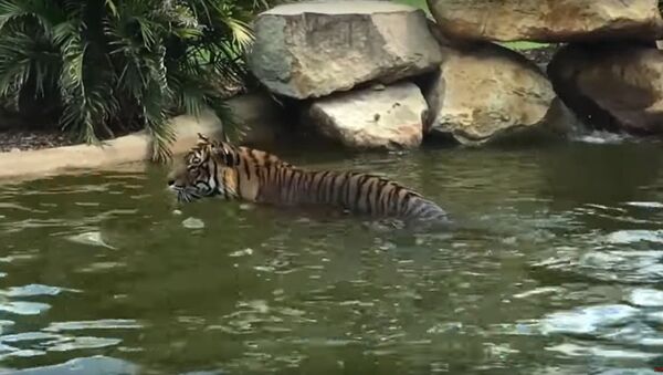 Hổ bị vịt chơi khăm trong vườn thú Australia - Sputnik Việt Nam