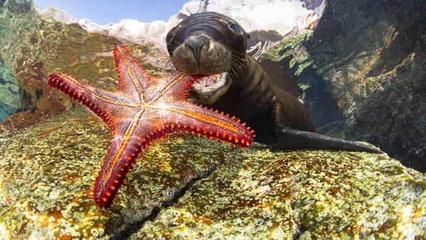 Những người chiến thắng cuộc thi ảnh Underwater Photographer of the Year 2017 - Sputnik Việt Nam