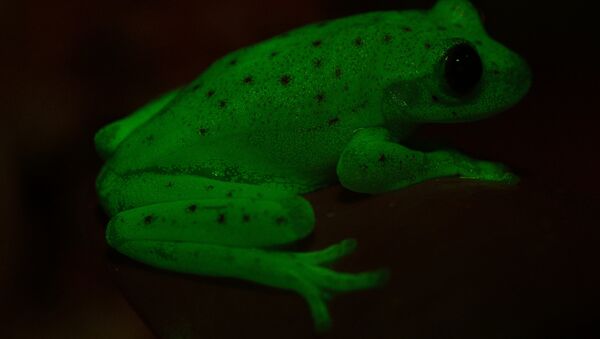 Tìm thấy những con ếch phát sáng ở Nam Mỹ - Sputnik Việt Nam