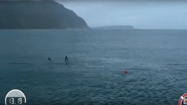 Vận động viên bơi lội lừng danh nhất lịch sử không vượt được cá mập trắng - Sputnik Việt Nam