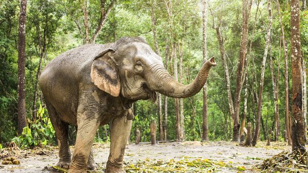 Слон в джунглях - Sputnik Việt Nam