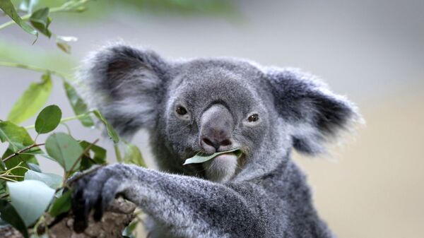 Gấu Koala - Sputnik Việt Nam