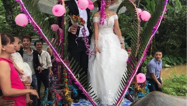 Màn rước dâu của cặp đôi thu hút sự chú ý đối với mọi người - Sputnik Việt Nam