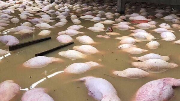 Hình ảnh hàng nghìn con lợn chết trong nước lũ ở Thanh Hóa gây sốc. - Sputnik Việt Nam
