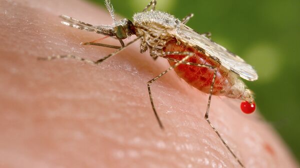 Малярийный комар - Sputnik Việt Nam
