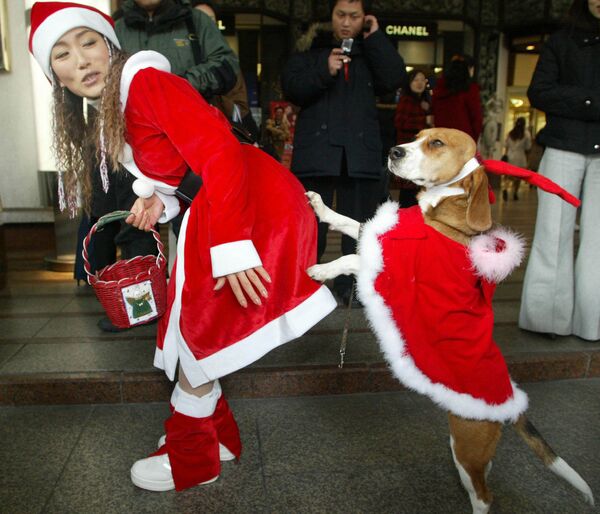Cô gái với con chó, trong trang phục Santa Claus, thu thập quyên góp trong các cửa hàng thành phố Seoul - Sputnik Việt Nam