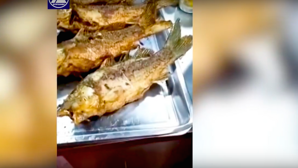 Cá rán bất ngờ nhảy múa trên chảo (Video) - Sputnik Việt Nam