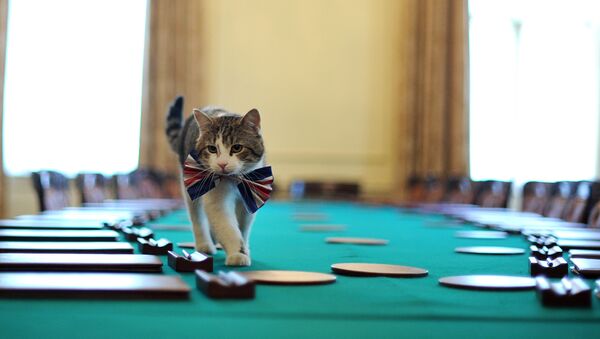 Con mèo Larry là “chuyên viên trưởng diệt chuột” tại Downing Street - Sputnik Việt Nam