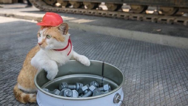 Mostik posing with a hardhat - Sputnik Việt Nam