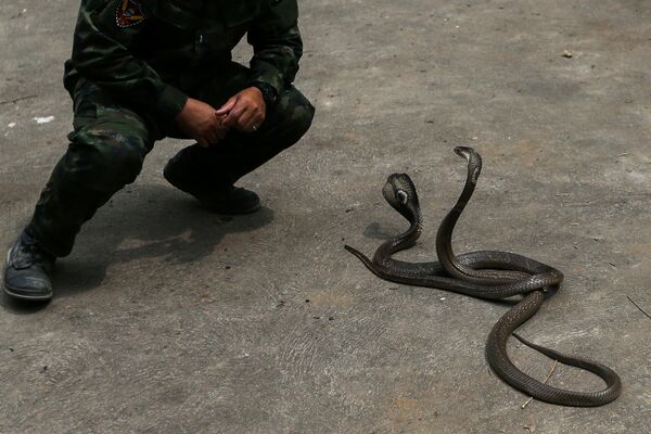 Những con rắn hổ mang trong quá trình huấn luyện sinh tồn trong rừng - một phần cuộc tập trận chung Cobra Gold 2018 ở Thái Lan - Sputnik Việt Nam