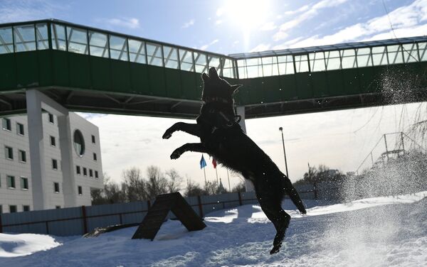 Huấn luyện chó nghiệp vụ tại Trung tâm Cảnh khuyển Bộ Nội vụ ở Moskva - Sputnik Việt Nam