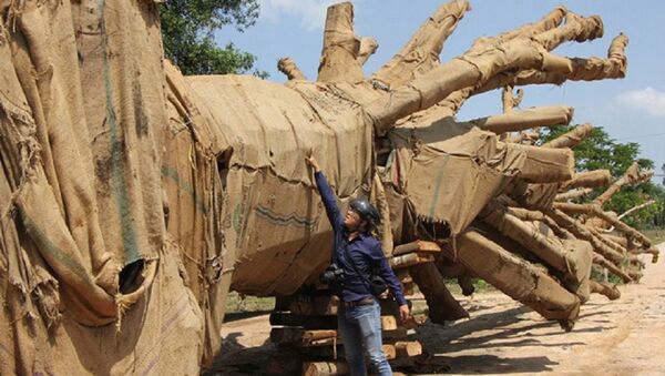 Hồ sơ về nguồn gốc 2 cây cổ thụ được cho khai thác tại xã Ea Hồ (huyện Krông Năng, tỉnh Đắk Lắk) nghi làm giả. - Sputnik Việt Nam