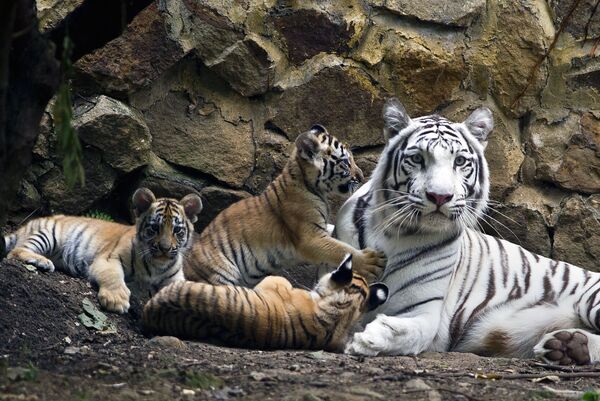 Bạch hổ Bengal và hổ con trong Vườn thú Colombia - Sputnik Việt Nam