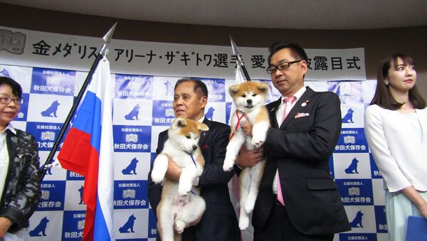 Nhật Bản giới thiệu chó Akita Inu được VĐV trượt băng nghệ thuật Zagitova Alina chọn - Sputnik Việt Nam
