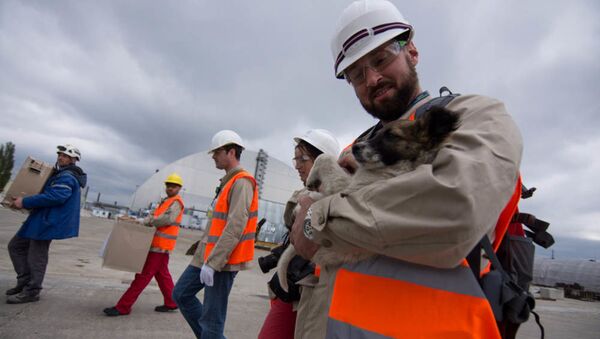Hai trăm con chó Chernobyl lên đường đi Mỹ - Sputnik Việt Nam