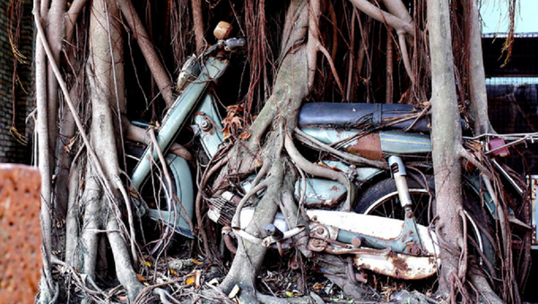 Cây cổ thụ ôm chặt cứng chiếc xe máy suốt 25 năm ở Bình Dương - Sputnik Việt Nam
