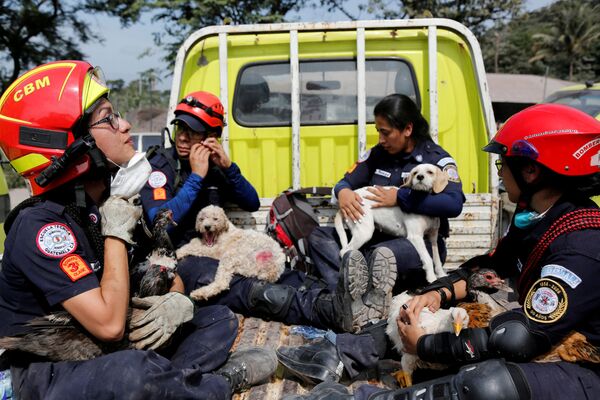 Nhân viên cứu hộ với động vật được cứu sống từ đống đổ nát của các tòa nhà trong vụ phun trào  núi lửa Fuego ở Guatemala - Sputnik Việt Nam