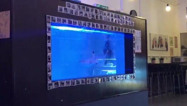 Video quay cá mập vây đen trong bể cá một nhà hàng ở Malaysia khiến dư lận bức xúc - Sputnik Việt Nam