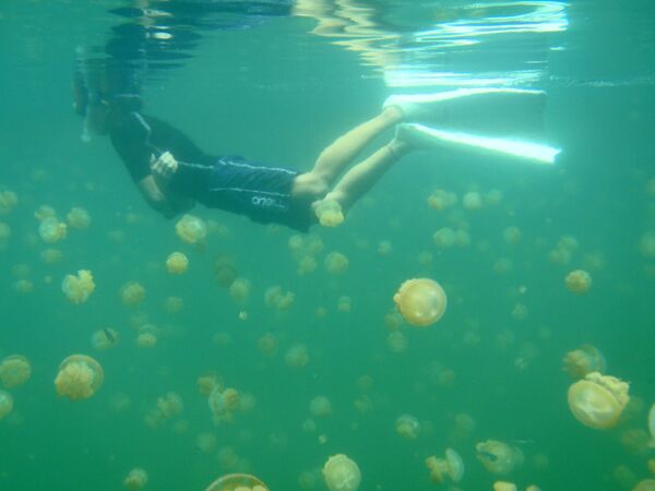 Lặn biển trong Hồ sứa ở Palau - Sputnik Việt Nam
