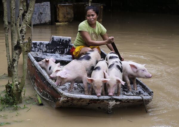 Người phụ nữ chuyển đàn lợn con của mình đến nơi an toàn tránh lũ lụt ở Philippines - Sputnik Việt Nam